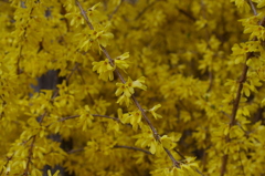 京都府立植物園で 15