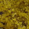 京都府立植物園で 15