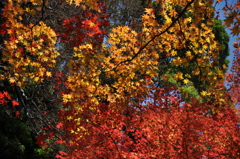 紅葉