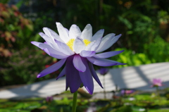 薄紫色の・・・