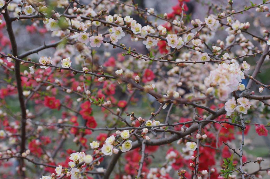 京都府立植物園で  12