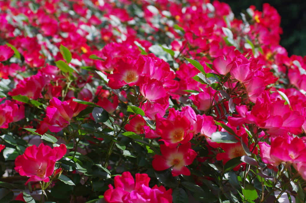 Rose Garden