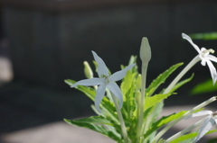 水生植物園で１４