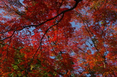 大山崎美術館の紅葉