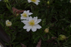 京都府立植物園で 2