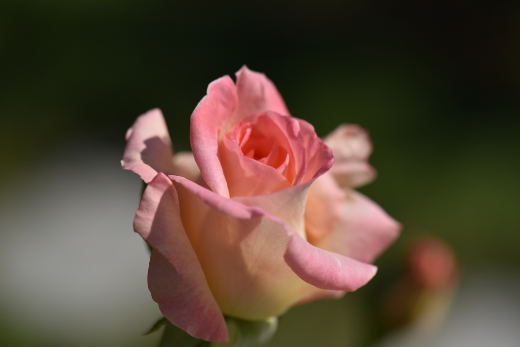 薔薇に魅せられてⅥ