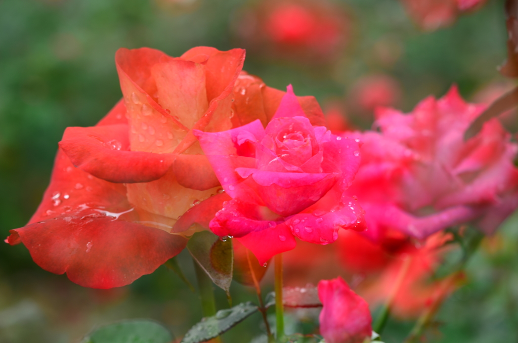 重なりあう薔薇