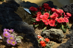砂地に咲く花