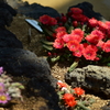 砂地に咲く花