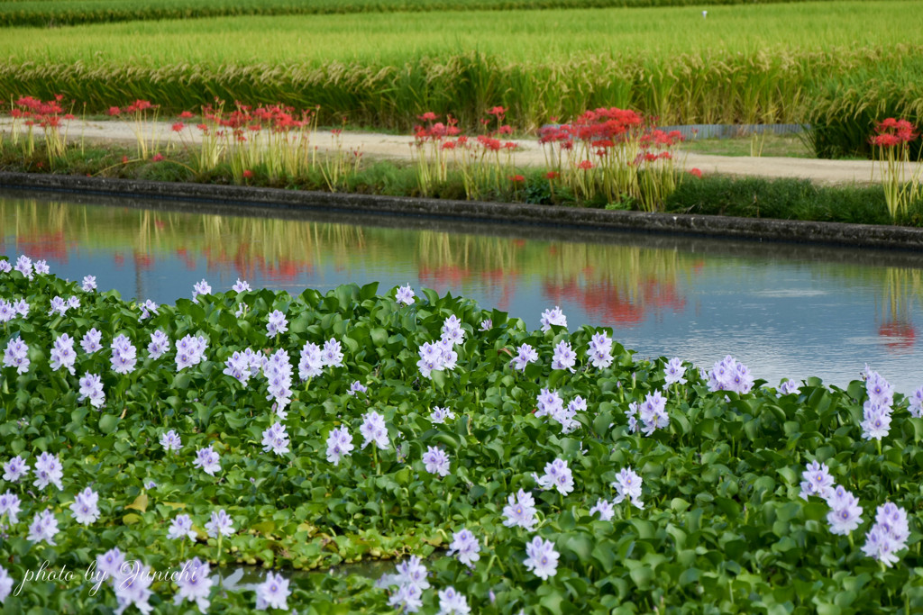 ホテイアオイと曼珠沙華