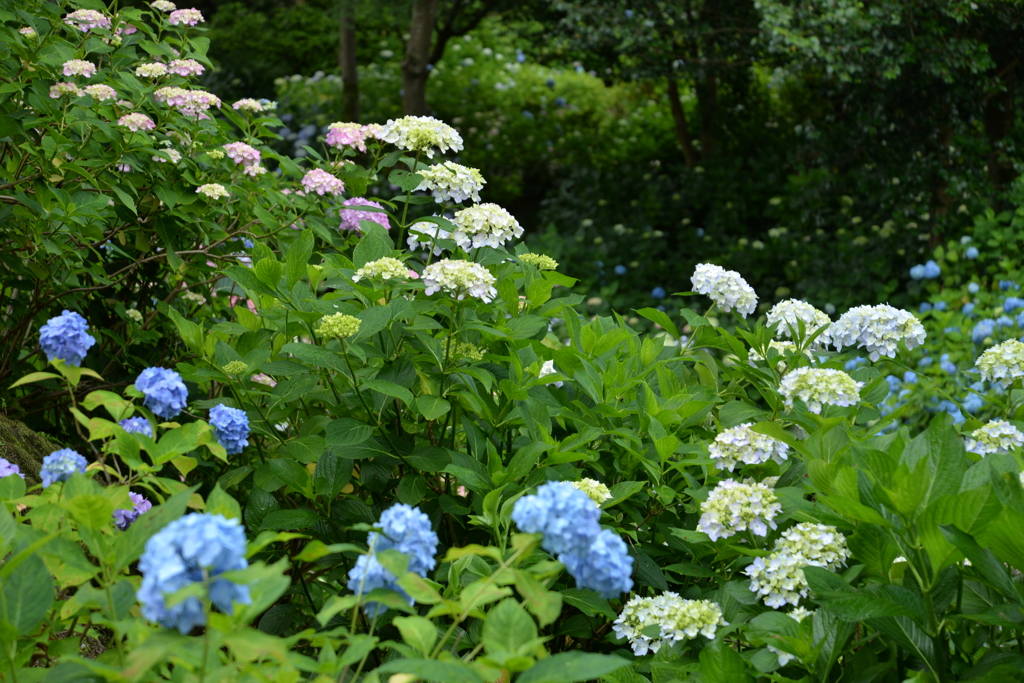 紫陽花のある風景