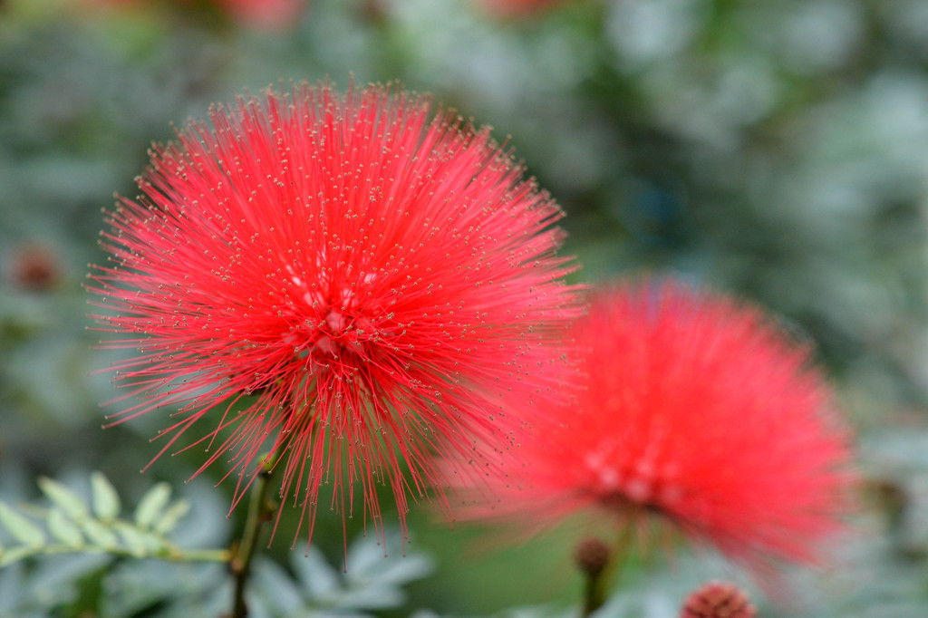 温室の花火