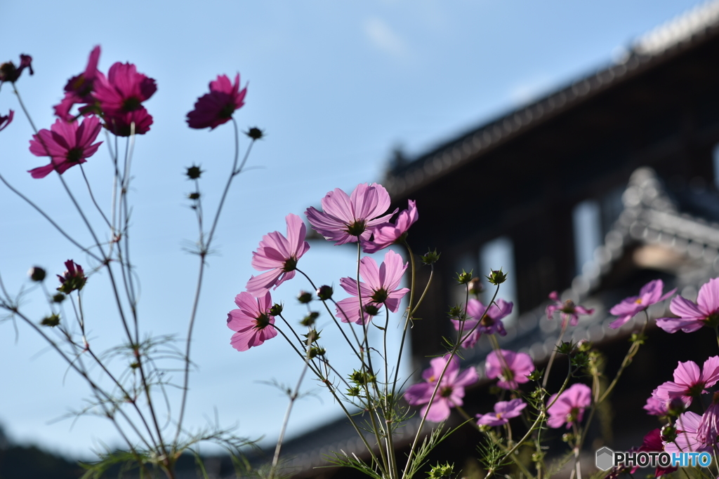 のどかな景色