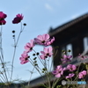のどかな景色