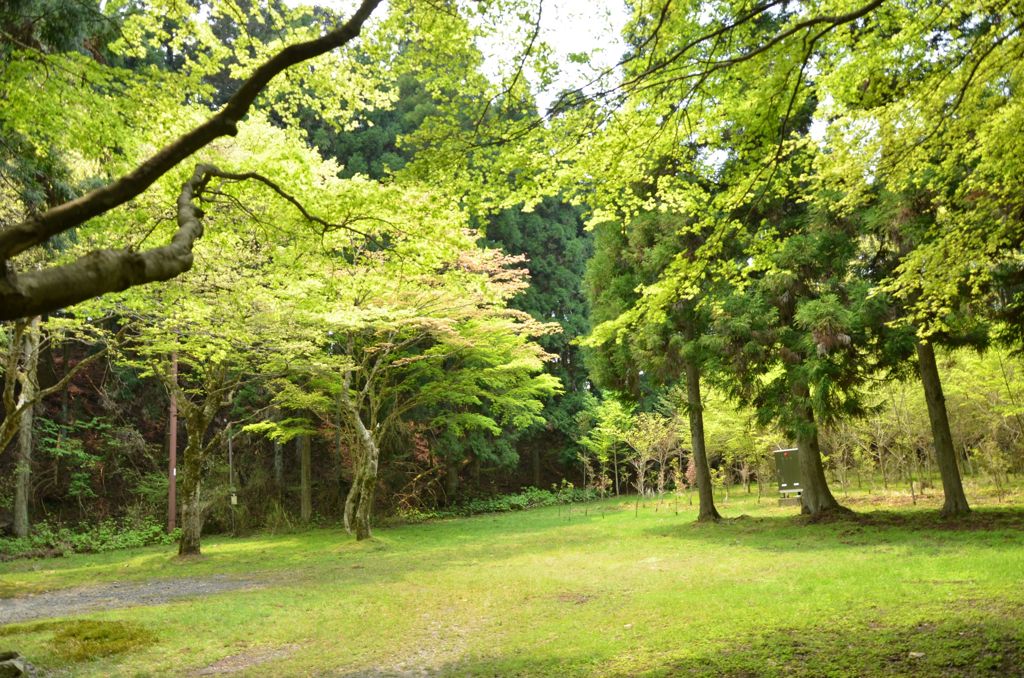 フィトンチッド
