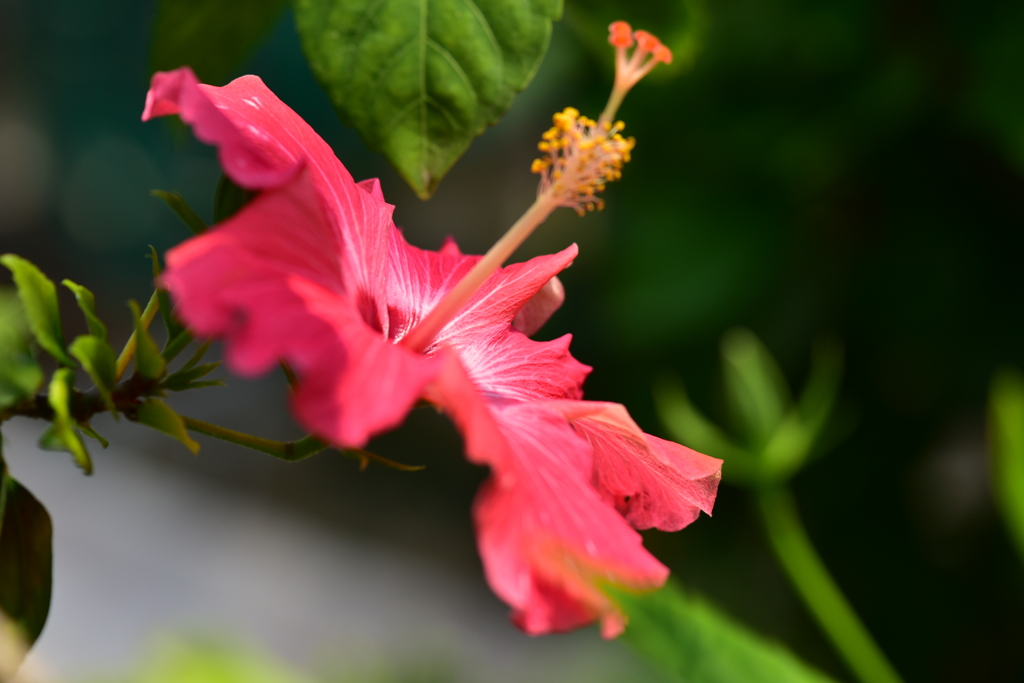 ここは夏