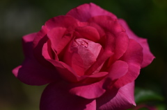 薔薇に魅せられてⅦ