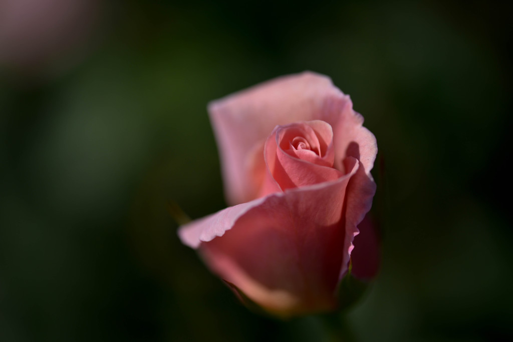 秋薔薇Ⅲ