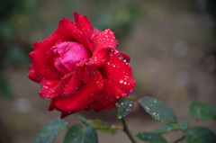 Red rose of the rainy day 