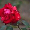 Red rose of the rainy day 