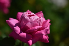 薔薇に魅せられてⅧ