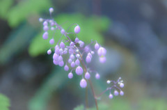 不思議な花
