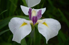 シンメトリー 5
