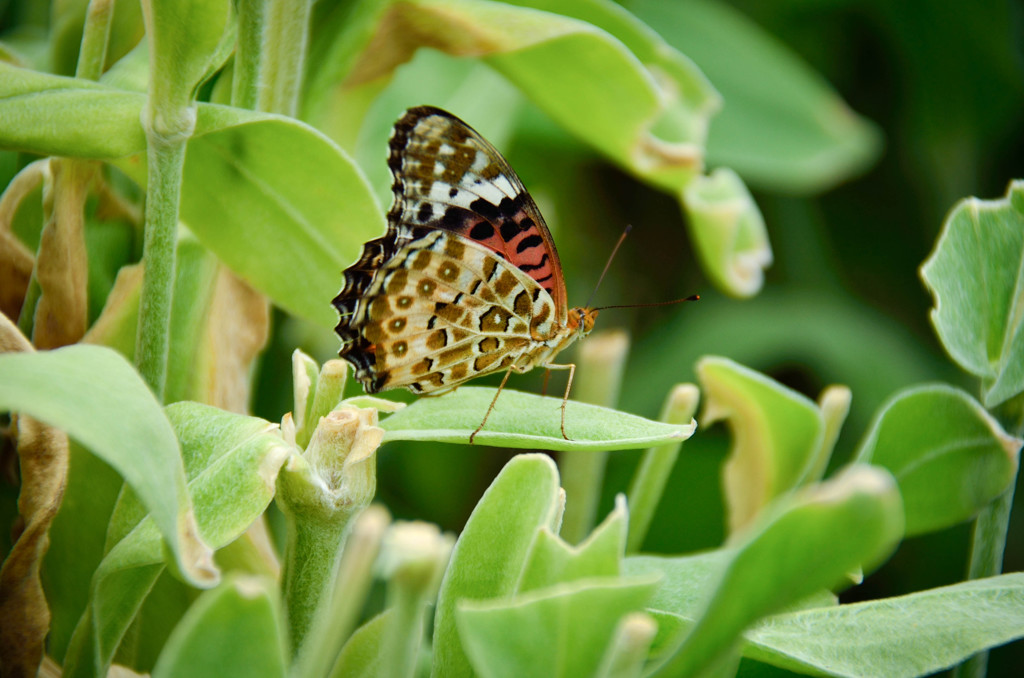 Dancing Butterfly