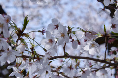 桜の楽しみ方 1