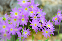 陸奥（みちのく）の花