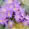 陸奥（みちのく）の花
