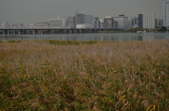 河川敷で眺める風景