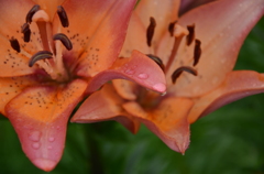 朱の花