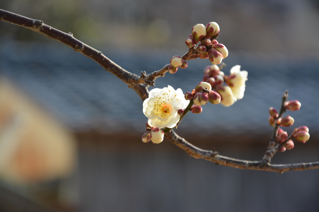 今年初めて咲いた花。
