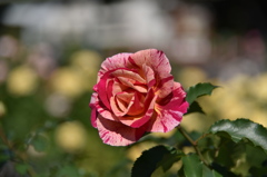 薔薇に魅せられてⅤ