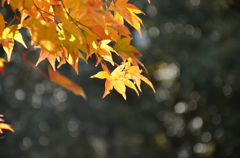 春日大社の紅葉