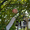 木陰の風鈴、夏の光
