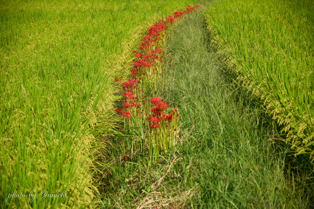 秋の花と実る田