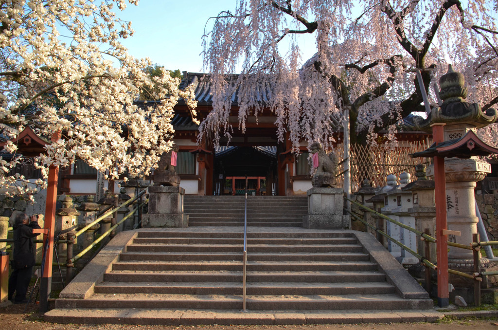 早朝の神社