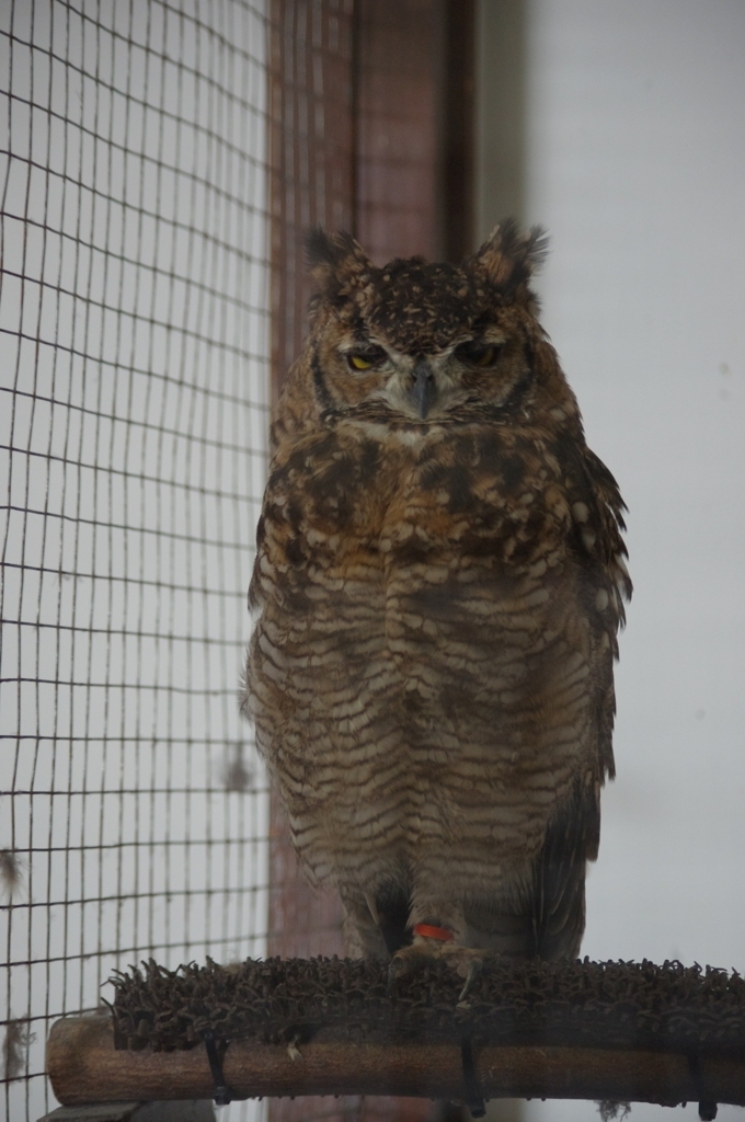 神戸花鳥園６１