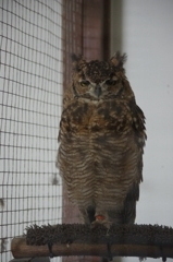 神戸花鳥園６１