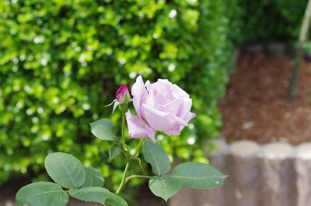 薔薇園で 2