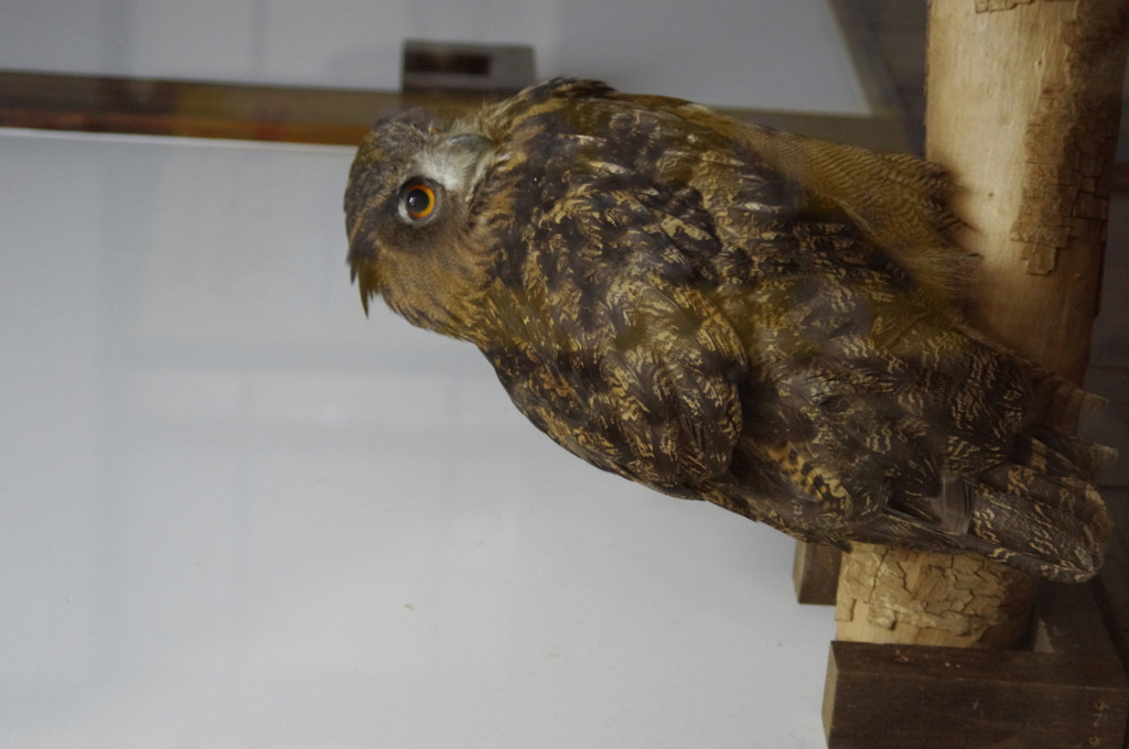 神戸花鳥園６６