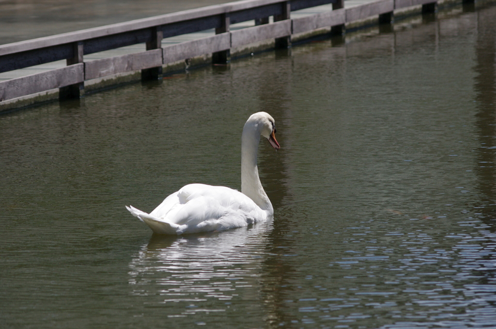 神戸花鳥園５１