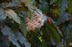 神戸花鳥園３８