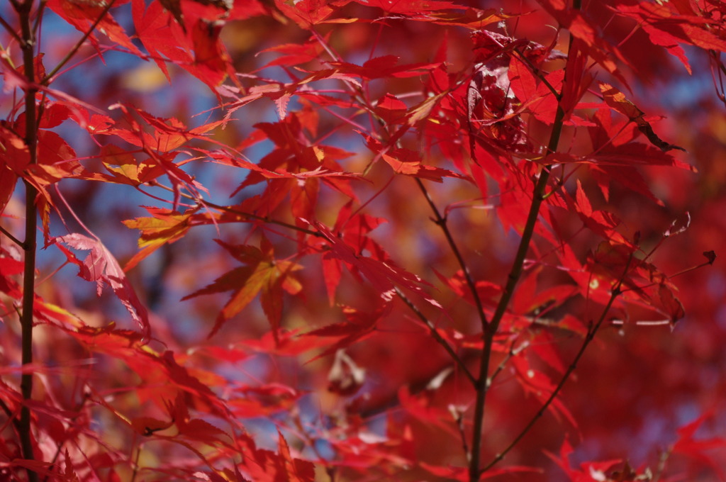 大山崎美術館の紅葉