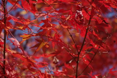 大山崎美術館の紅葉