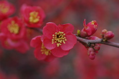 京都府立植物園で 11