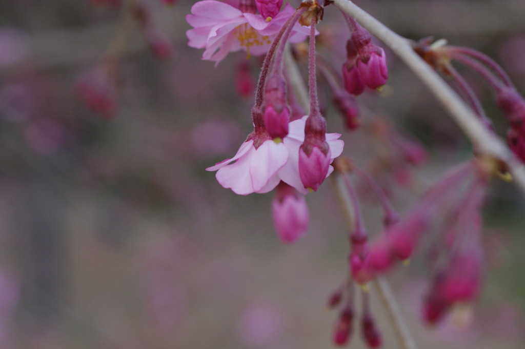京都府立植物園で 7