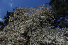 京都御所の花